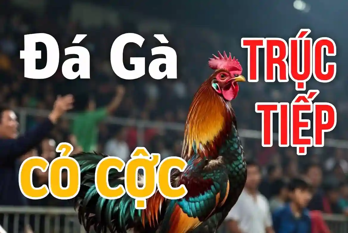 Cách chơi đá gà trên kênh C2