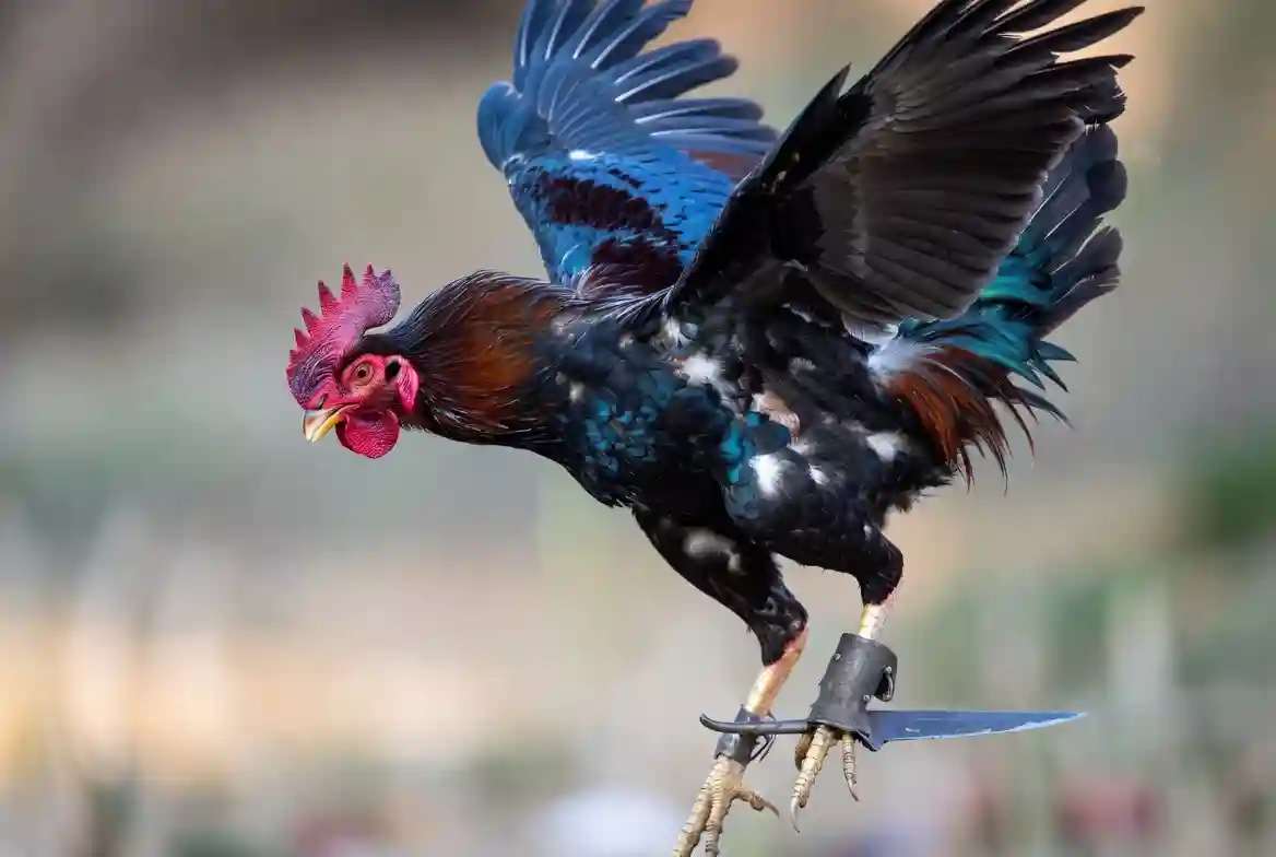 Quy tắc đá gà truyền thống