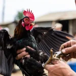 Khám Phá Đá Gà Thomo: Trường Gà Nổi Tiếng và Live C2 Gà Chọi