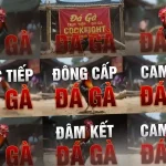 Khám Phá Thế Giới Đá Gà Thomo: Địa Điểm Nổi Bật và Thời Gian Cập Nhật