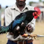 Khám Phá Thế Giới Đá Gà Thomo: Đam Mê, Chiến Thuật và Cộng Đồng