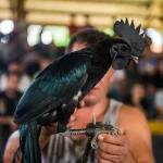 Khám Phá Thế Giới Đá Gà Thomo: Trải Nghiệm Live Gà Đỉnh Cao