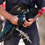 Khám Phá Thế Giới Đá Gà Thomo: Nơi Gặp Gỡ Của Đam Mê Và Truyền Thống