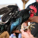 Khám Phá Đá Gà Thomo: Đam Mê và Thú Vui Truyền Thống